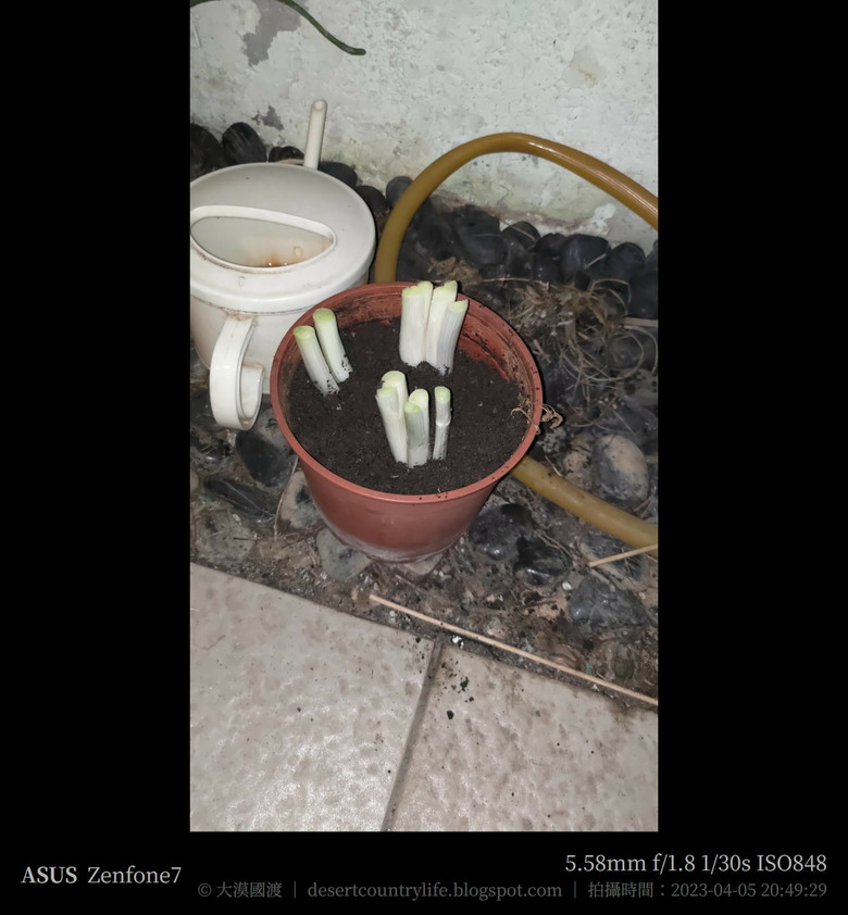 點我看大圖 【都市小農】辛香料自己來,吃多少用多少 | 青蔥 - 大漠國渡