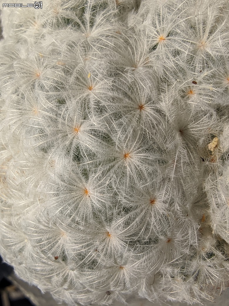 五爪木+毛氈苔+白冰秋海棠+白星... 台南市歸仁區七甲花卉區 09/28