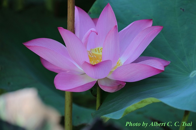 點我看大圖 【出水芙蓉】剛柔並濟的荷塘光影:當 5DS R + EF 100-400mm 遇上 5D4 + EF 70-300mm —— 一場植物園荷花池畔的雙機修行