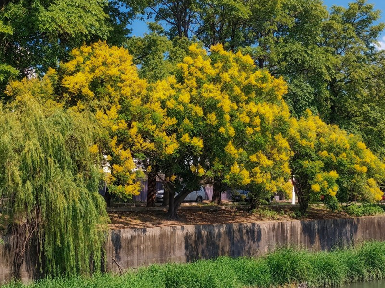 秋天限定雙色花景!北斗河濱公園美人樹粉紅花海開始現蹤!