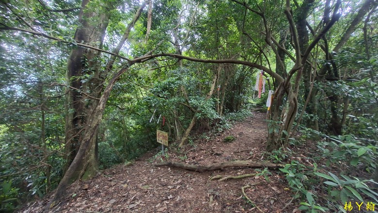 【森遊竹縣】新竹也有赤柯山？ 關西赤柯山、東獅頭山步道，山林中挑戰好漢坡