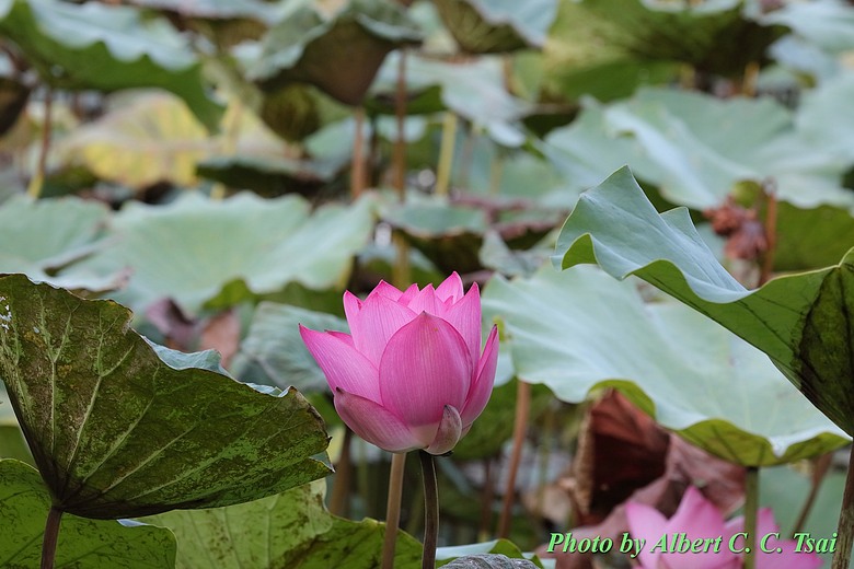 點我看大圖 【出水芙蓉】剛柔並濟的荷塘光影:當 5DS R + EF 100-400mm 遇上 5D4 + EF 70-300mm —— 一場植物園荷花池畔的雙機修行