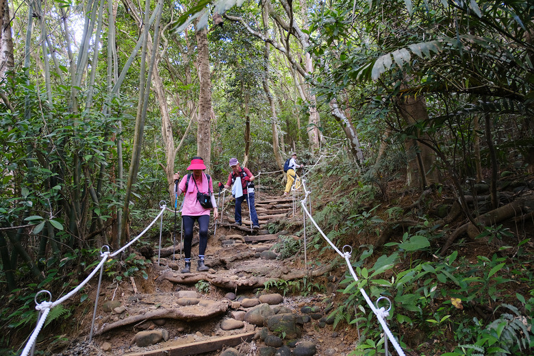 點我看大圖 【新竹飛鳳山】石壁潭山・中坑山・少見美麗大板根樹