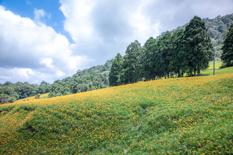 熱血一日暢遊赤柯山與六十石山金針花海美景