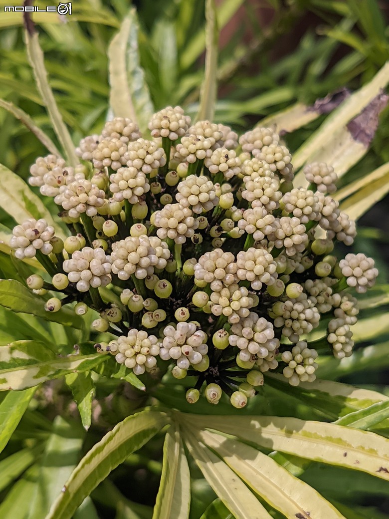 五爪木+毛氈苔+白冰秋海棠+白星... 台南市歸仁區七甲花卉區 09/28