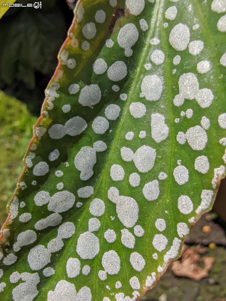 五爪木+毛氈苔+白冰秋海棠+白星... 台南市歸仁區七甲花卉區 09/28