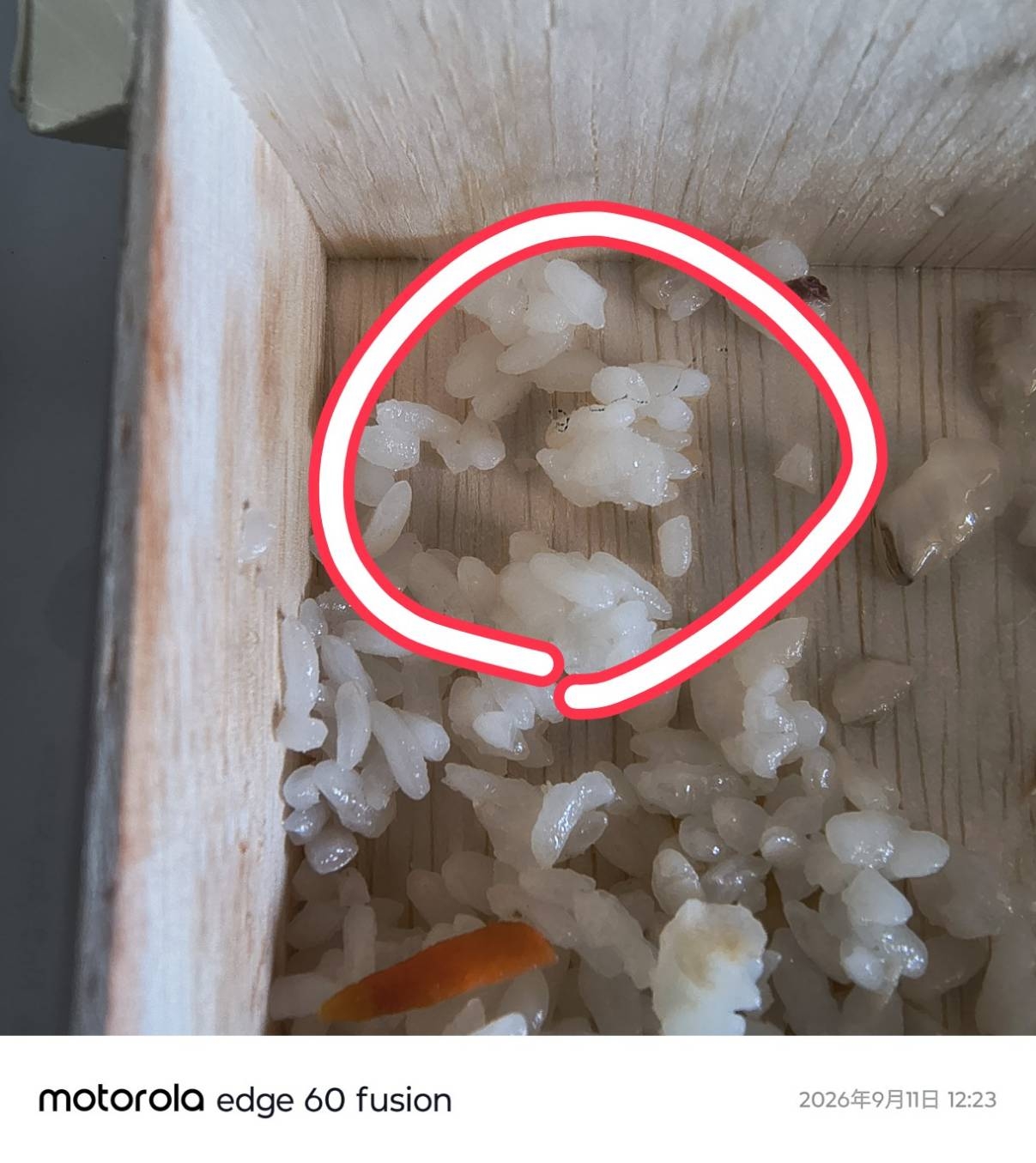 ［記事］1.團膳 訂購飯盒異物
