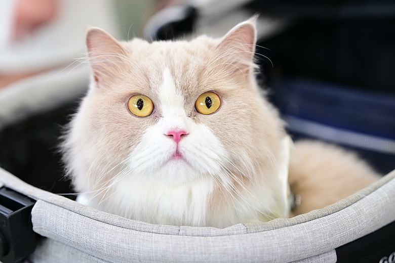 Nikon 70-200mm F2.8 SII的貓、喵、咪。