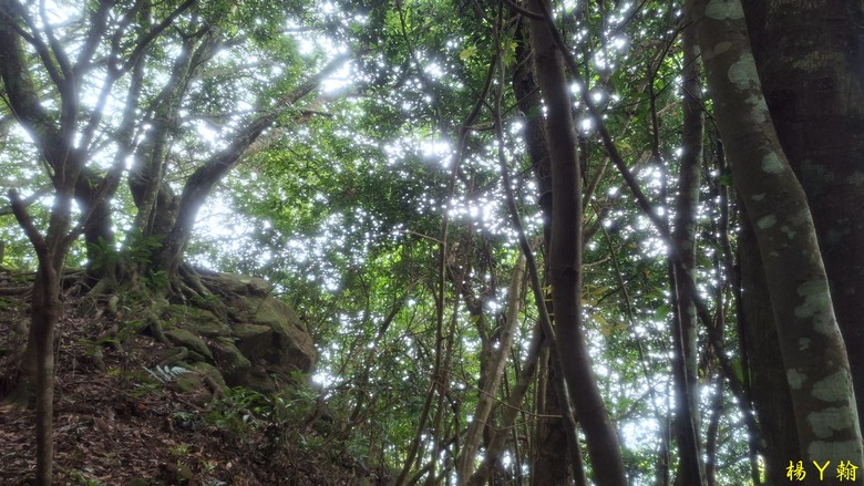 【森遊竹縣】新竹也有赤柯山？ 關西赤柯山、東獅頭山步道，山林中挑戰好漢坡