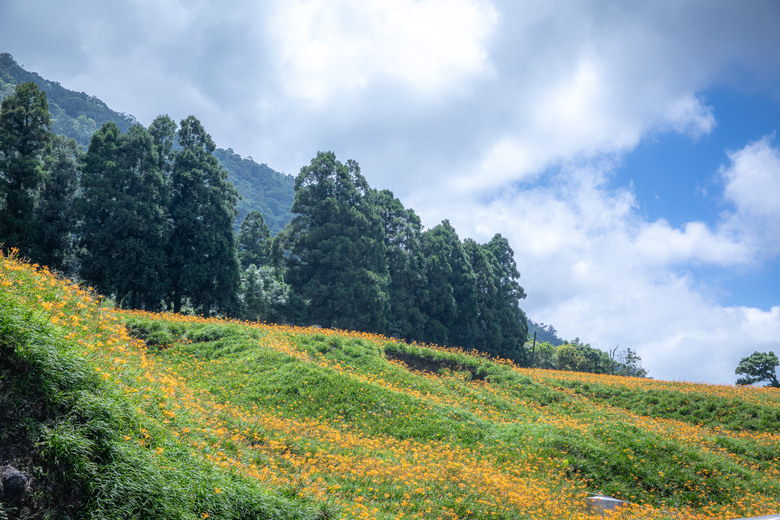 熱血一日暢遊赤柯山與六十石山金針花海美景