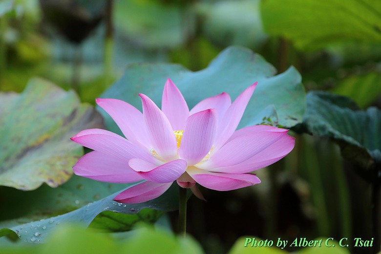 點我看大圖 【出水芙蓉】剛柔並濟的荷塘光影:當 5DS R + EF 100-400mm 遇上 5D4 + EF 70-300mm —— 一場植物園荷花池畔的雙機修行