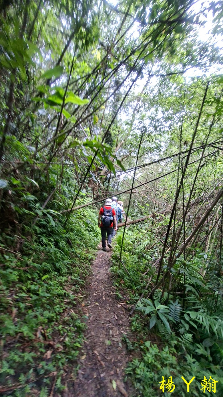 【森遊竹縣】新竹也有赤柯山？ 關西赤柯山、東獅頭山步道，山林中挑戰好漢坡