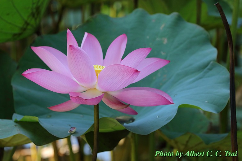 點我看大圖 【出水芙蓉】剛柔並濟的荷塘光影:當 5DS R + EF 100-400mm 遇上 5D4 + EF 70-300mm —— 一場植物園荷花池畔的雙機修行