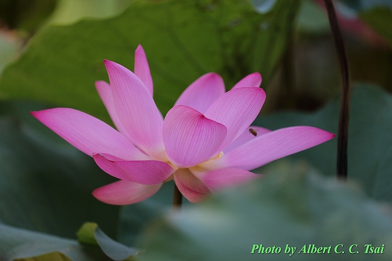 點我看大圖 【出水芙蓉】剛柔並濟的荷塘光影:當 5DS R + EF 100-400mm 遇上 5D4 + EF 70-300mm —— 一場植物園荷花池畔的雙機修行