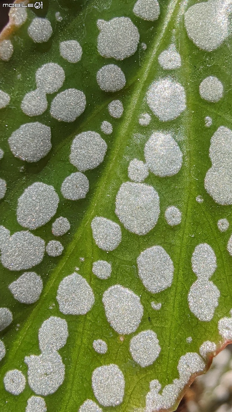 五爪木+毛氈苔+白冰秋海棠+白星... 台南市歸仁區七甲花卉區 09/28