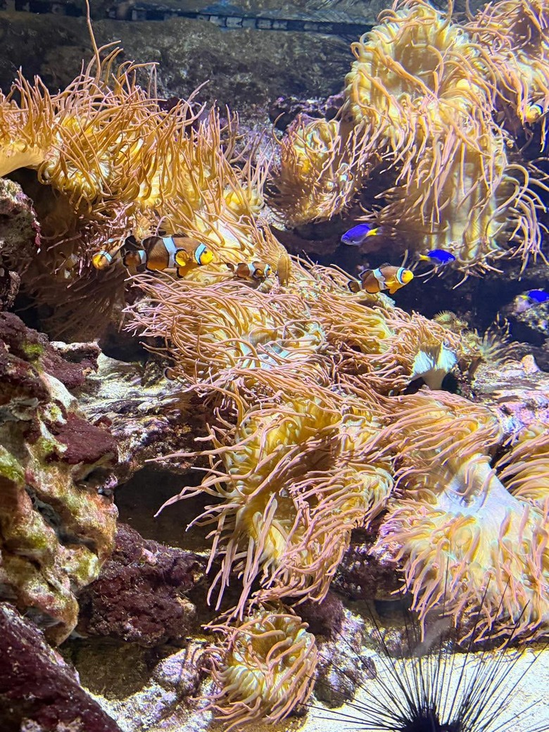 溫哥華親子景點-溫哥華水族館Vancouver Aquarium