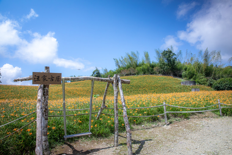 熱血一日暢遊赤柯山與六十石山金針花海美景