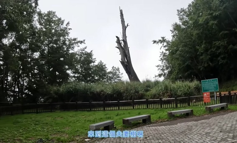 【2026 梅塔好行】挑戰直上塔塔加！55公里陡升2200公尺，從梅子夢工廠一路榨乾腿力！