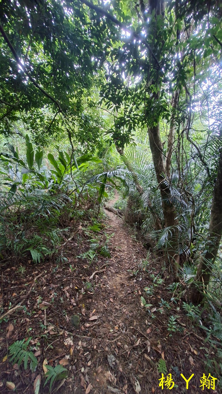 【森遊竹縣】新竹也有赤柯山？ 關西赤柯山、東獅頭山步道，山林中挑戰好漢坡