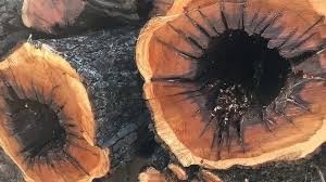 物理性滅鬼方案