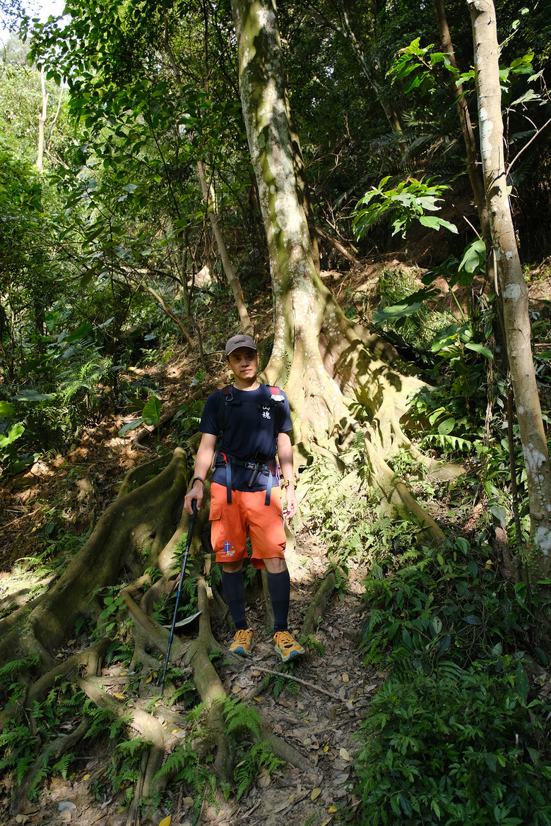 點我看大圖 【新竹飛鳳山】石壁潭山・中坑山・少見美麗大板根樹