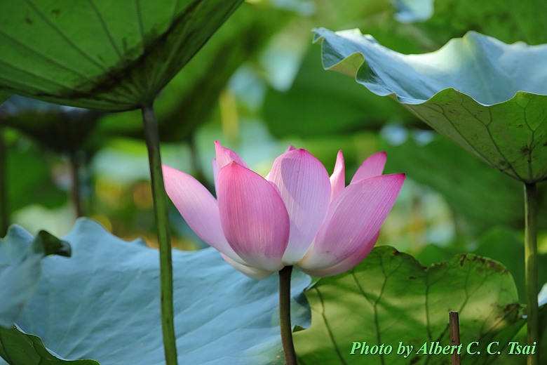 點我看大圖 【出水芙蓉】剛柔並濟的荷塘光影:當 5DS R + EF 100-400mm 遇上 5D4 + EF 70-300mm —— 一場植物園荷花池畔的雙機修行