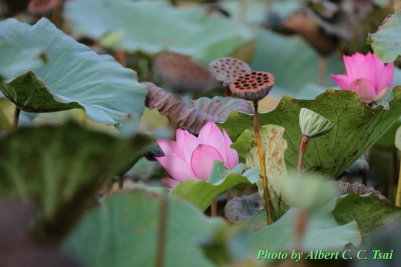 點我看大圖 【出水芙蓉】剛柔並濟的荷塘光影:當 5DS R + EF 100-400mm 遇上 5D4 + EF 70-300mm —— 一場植物園荷花池畔的雙機修行