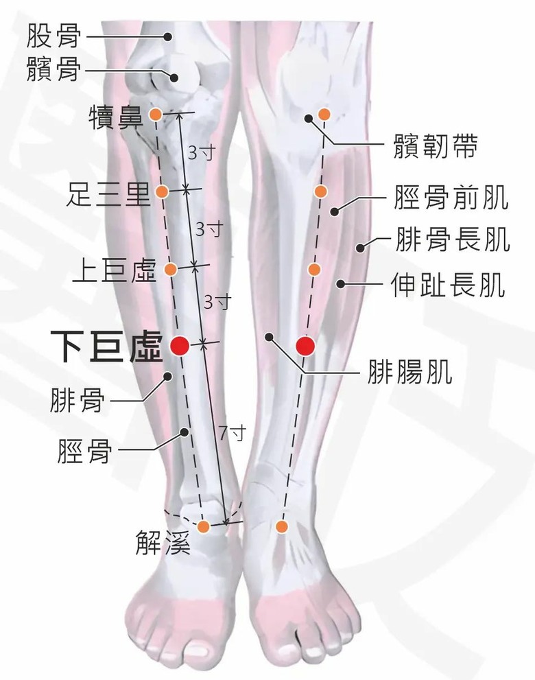 幫助排便的特效穴