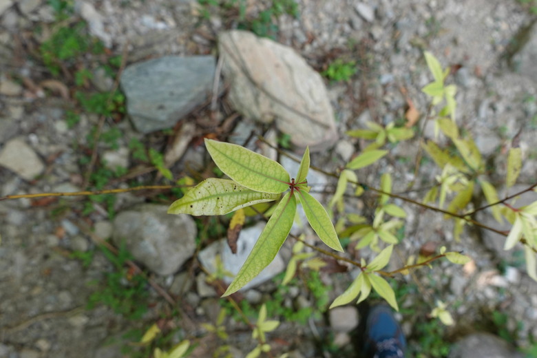 花蓮得吉利部落文化探索體驗遊程活動,壽豐享用美食二日遊
