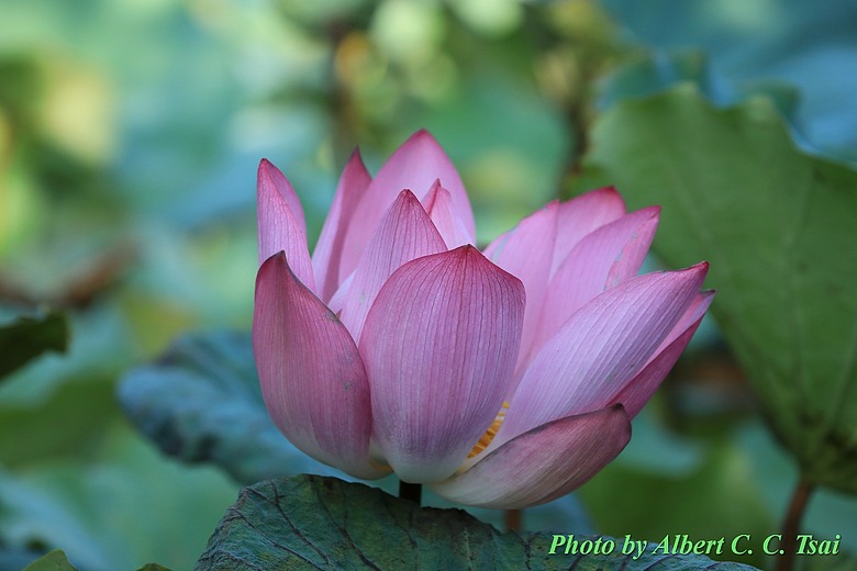 點我看大圖 【出水芙蓉】剛柔並濟的荷塘光影:當 5DS R + EF 100-400mm 遇上 5D4 + EF 70-300mm —— 一場植物園荷花池畔的雙機修行
