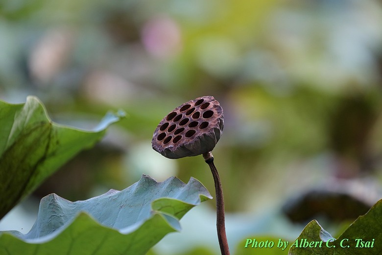 點我看大圖 【出水芙蓉】剛柔並濟的荷塘光影:當 5DS R + EF 100-400mm 遇上 5D4 + EF 70-300mm —— 一場植物園荷花池畔的雙機修行
