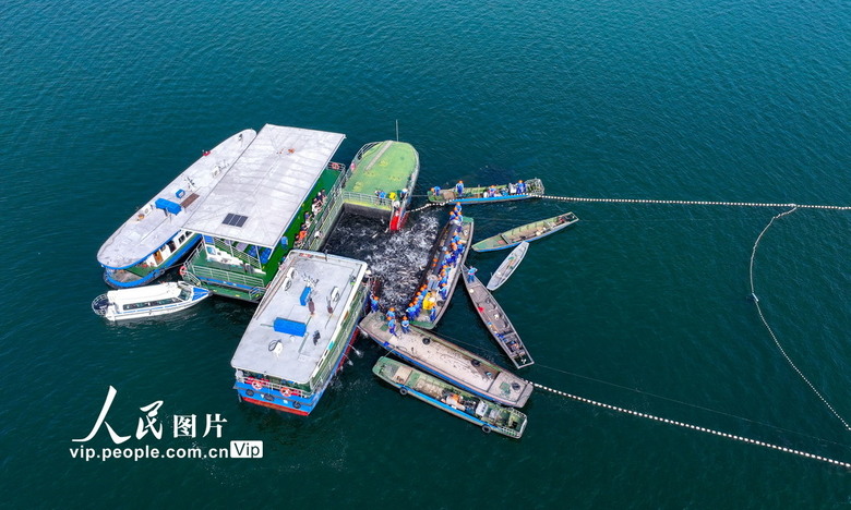 浙江淳安：千岛湖“秋捕第一网”喜获丰收