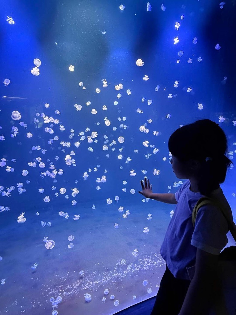 溫哥華親子景點-溫哥華水族館Vancouver Aquarium