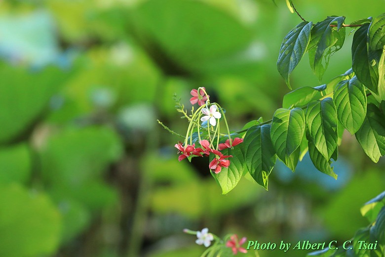 點我看大圖 【出水芙蓉】剛柔並濟的荷塘光影:當 5DS R + EF 100-400mm 遇上 5D4 + EF 70-300mm —— 一場植物園荷花池畔的雙機修行