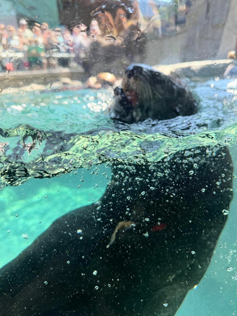 溫哥華親子景點-溫哥華水族館Vancouver Aquarium