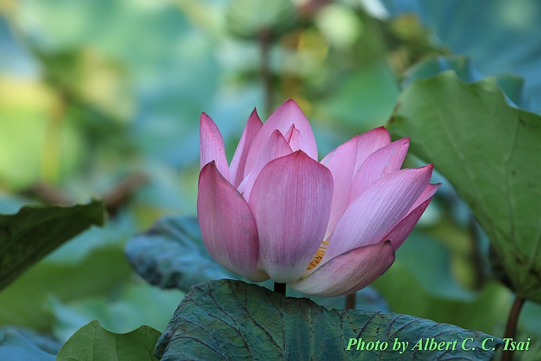點我看大圖 【出水芙蓉】剛柔並濟的荷塘光影:當 5DS R + EF 100-400mm 遇上 5D4 + EF 70-300mm —— 一場植物園荷花池畔的雙機修行