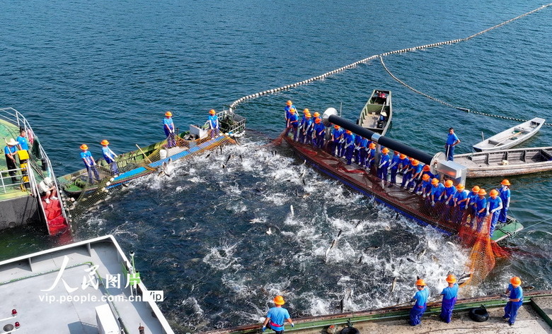 浙江淳安：千岛湖“秋捕第一网”喜获丰收