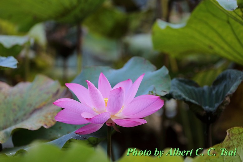 點我看大圖 【出水芙蓉】剛柔並濟的荷塘光影:當 5DS R + EF 100-400mm 遇上 5D4 + EF 70-300mm —— 一場植物園荷花池畔的雙機修行
