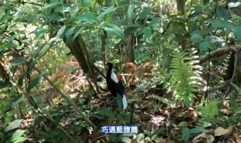 【谷關七雄】單日「蝶夢八唐」到底多硬？走完蝴蝶谷，經過夢幻谷，以為陡完八仙山就解脫？