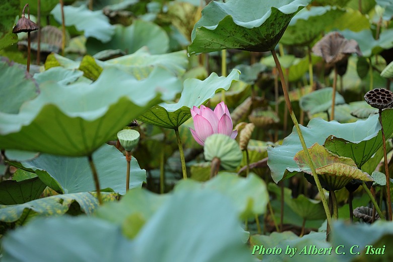 點我看大圖 【出水芙蓉】剛柔並濟的荷塘光影:當 5DS R + EF 100-400mm 遇上 5D4 + EF 70-300mm —— 一場植物園荷花池畔的雙機修行