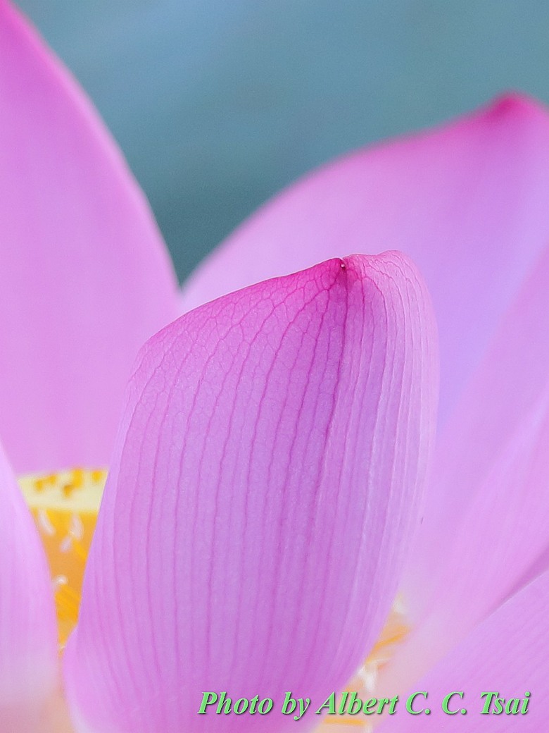 點我看大圖 【出水芙蓉】剛柔並濟的荷塘光影:當 5DS R + EF 100-400mm 遇上 5D4 + EF 70-300mm —— 一場植物園荷花池畔的雙機修行