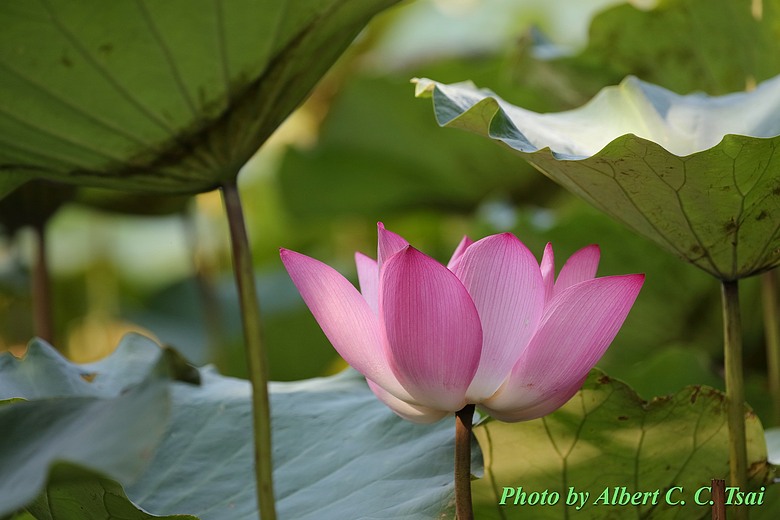 點我看大圖 【出水芙蓉】剛柔並濟的荷塘光影:當 5DS R + EF 100-400mm 遇上 5D4 + EF 70-300mm —— 一場植物園荷花池畔的雙機修行