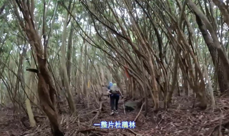 【谷關七雄】單日「蝶夢八唐」到底多硬？走完蝴蝶谷，經過夢幻谷，以為陡完八仙山就解脫？