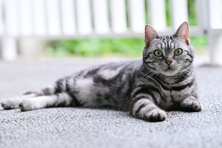 Nikon 70-200mm F2.8 SII的貓、喵、咪。