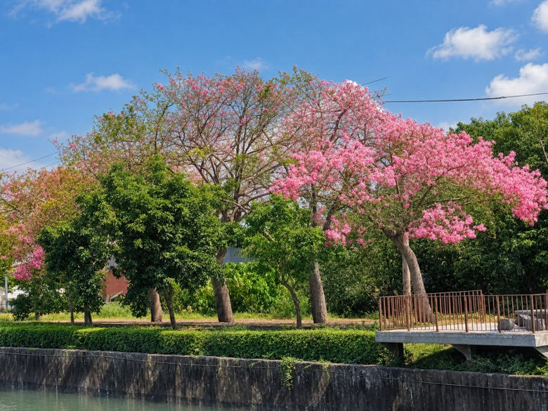 秋天限定雙色花景!北斗河濱公園美人樹粉紅花海開始現蹤!
