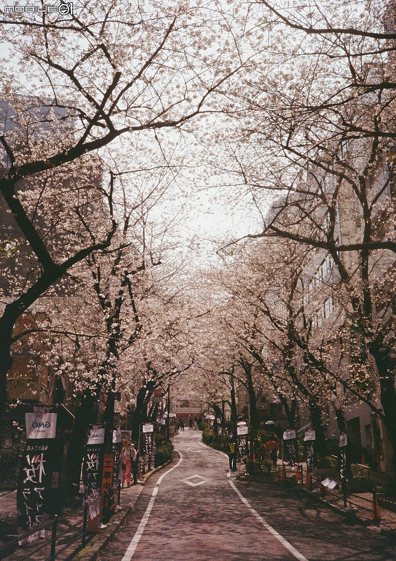 Pentax 17 旅行分享 - 2026 3月 Tokyo