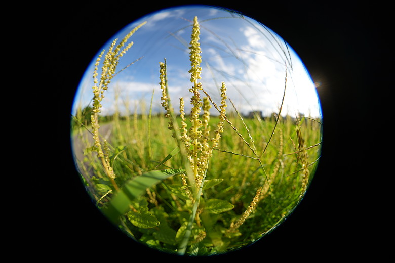 Sony FE 8-14mm F3.5 Fisheye G 評測報告｜314g 輕巧便攜！圓形與對角魚眼「雙視角通吃」