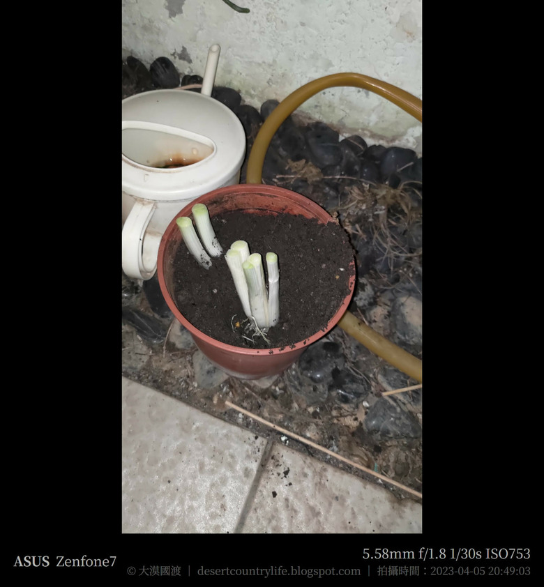 點我看大圖 【都市小農】辛香料自己來,吃多少用多少 | 青蔥 - 大漠國渡