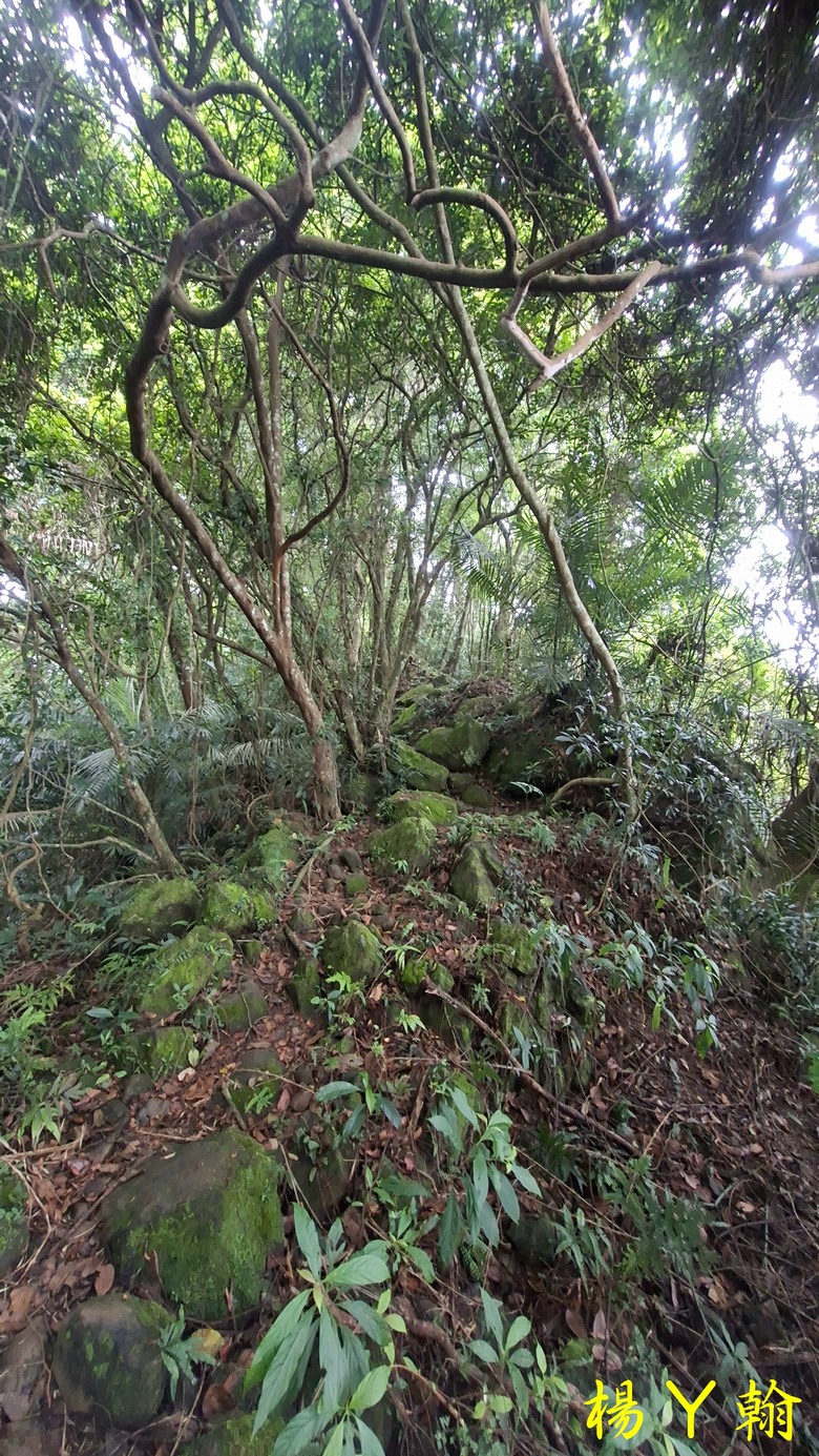 【森遊竹縣】新竹也有赤柯山？ 關西赤柯山、東獅頭山步道，山林中挑戰好漢坡