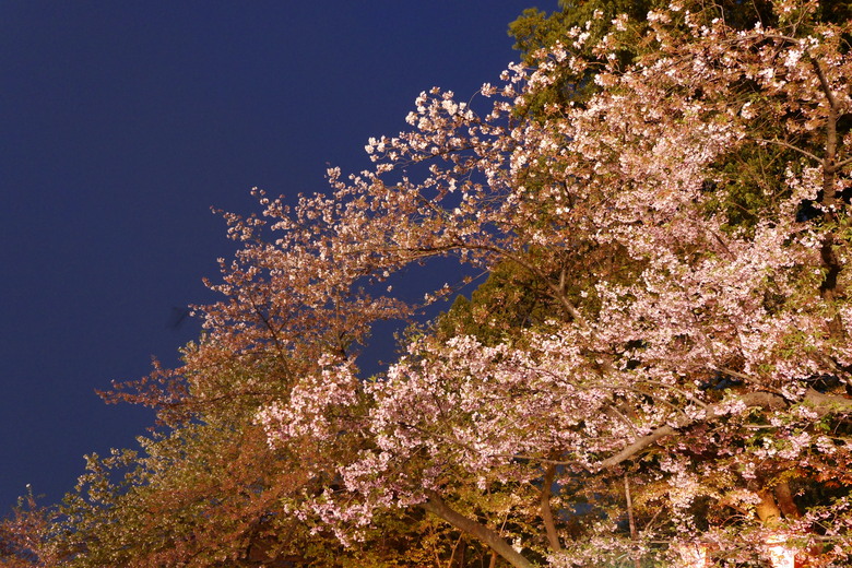 東京行紀錄 日本橋 上野公園不忍池